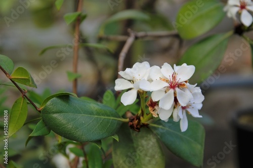 Rhaphiolepis blooms with white flowers not large, an evergreen shrub photo