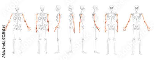 Set of Skeleton Arms Human front back side view with partly transparent bones position. Hands, forearms realistic flat natural color concept Vector illustration of anatomy isolated on white background