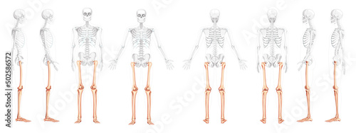 Set of Skeleton Thighs and legs lower limb Human front back side view with partly transparent bones position. Realistic flat natural color Vector illustration of anatomy isolated on white background