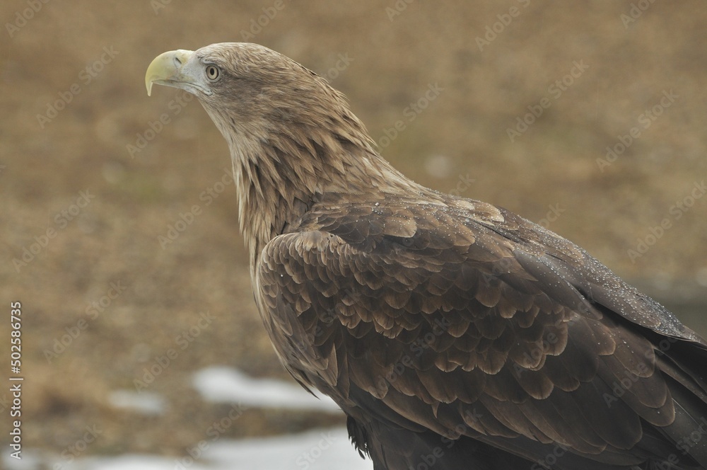 Animals are a traditionally (since the time of Aristotle) distinguished category of organisms, currently considered as a biological kingdom. Animals are a traditionally (since the time of Aristotle) distinguished category of organisms, currently considered as a biological kingdom.