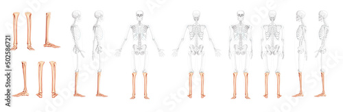 Set of Skeleton leg tibia, Foot, ankle Human front back side view with partly transparent bones position. 3D realistic flat natural color Vector illustration of anatomy isolated on white background