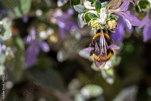 White-tailed bumblebee or Bombus lucorum on the blue flower of a Shrubby Germander or Teucrium fruticans L. photo