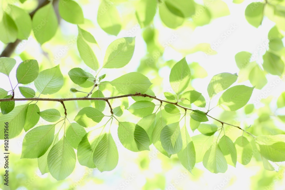 Obraz premium 桜の葉っぱ