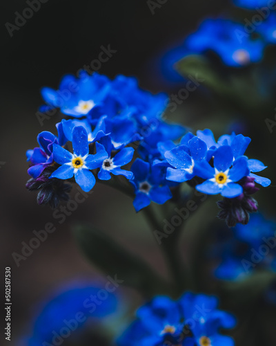 Myosotis