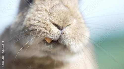 A close-up of a rabbit chewing a carrot with its teeth and moving its nose. Feeding rabbits by hand.
