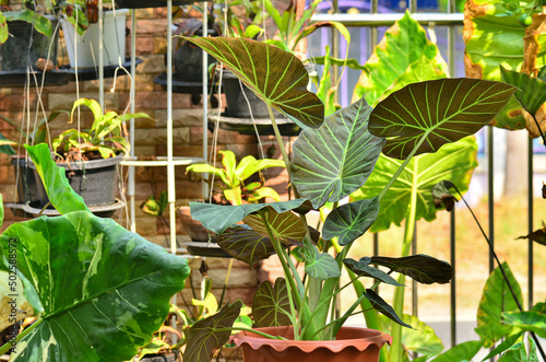  Alocasia Regal Shield in garden