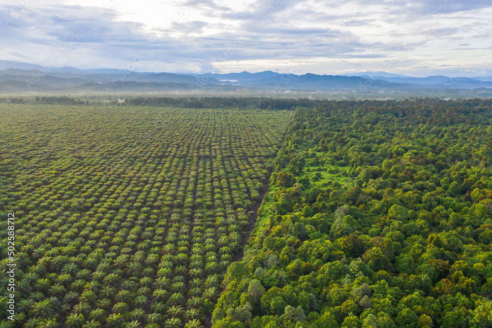 Aerial view of palm oil plantation At Beaufort Sabah, Borneo. Aerial view