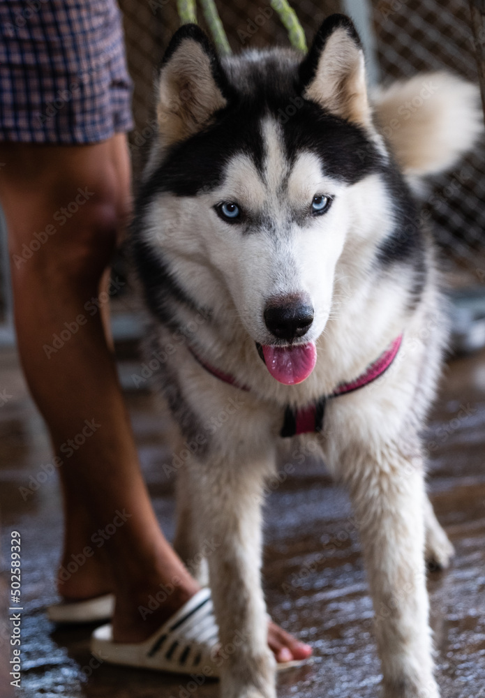 Close-up of a dirty black and white Siberian Husky..Blue eyes. Tongue sticking out and staring outward.