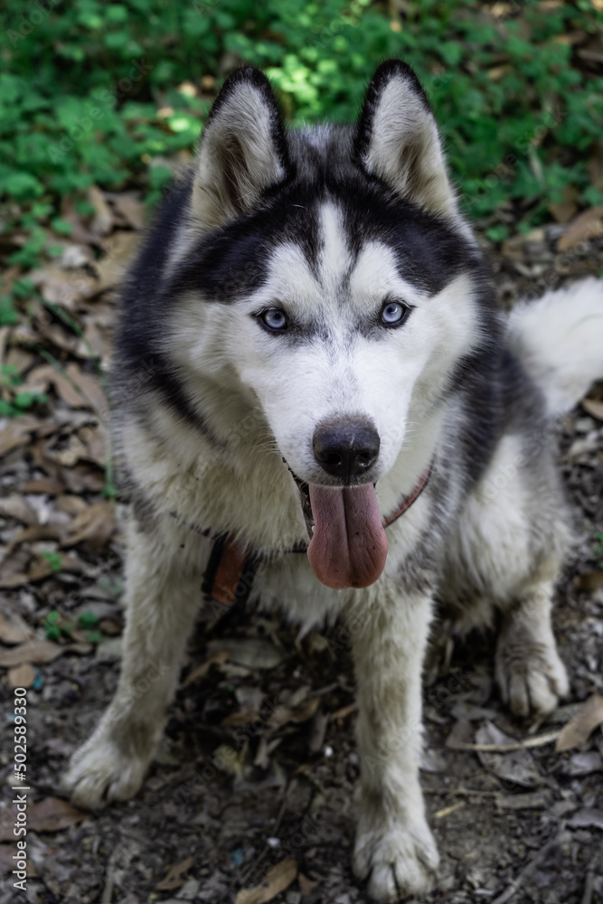 close-up photo of siberian husky black and white looks dirty.Blue eyes. Stick out your tongue and sit on the ground.