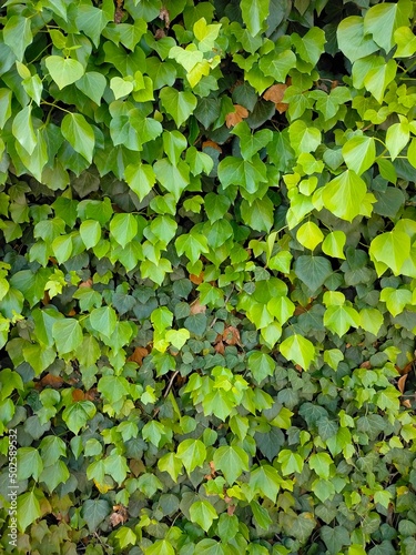 Background of Hedera helix with nice green color.