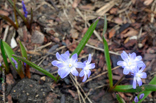 Blue snowdrop flowers in the spring garden.