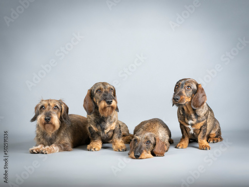 Fototapeta Naklejka Na Ścianę i Meble -  4 wirehaired dachshunds together in a studio