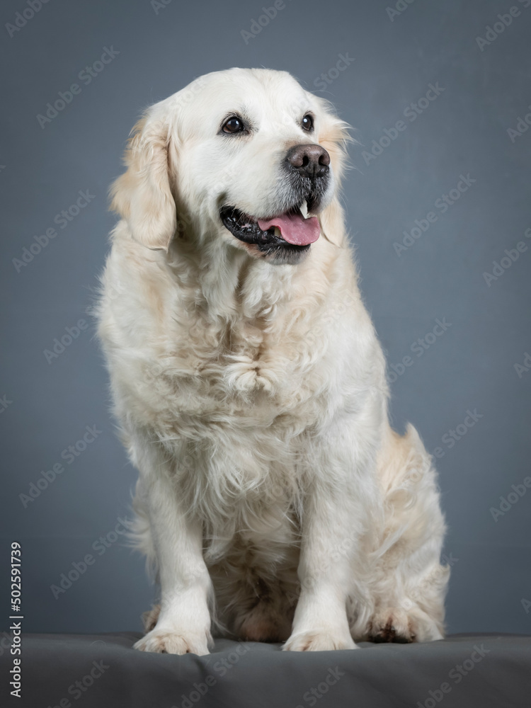 Golden retriever sitting in studio Golden retriever sitting in studio