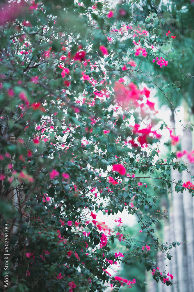 Naklejka premium pink flowers