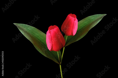 Top view, Red tulips flower blossom isolated on black background for design or stock photo, illustration, tropical summer plant, amity, spring flowers