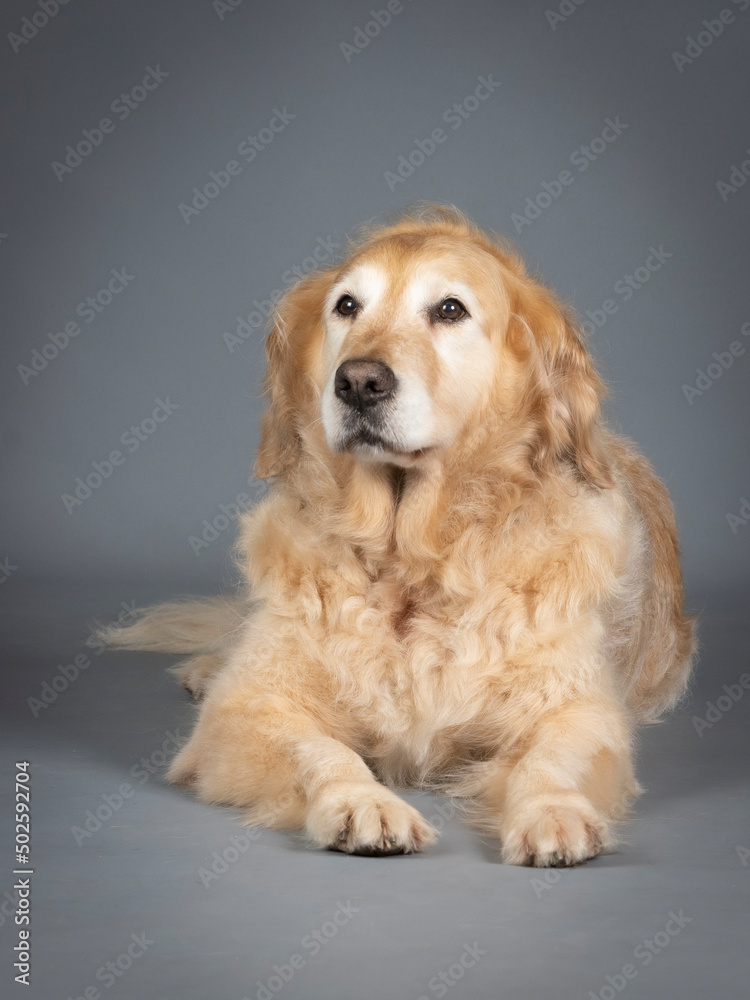 Golden retriever lying on the floor in a studio Golden retriever lying on the floor in a studio