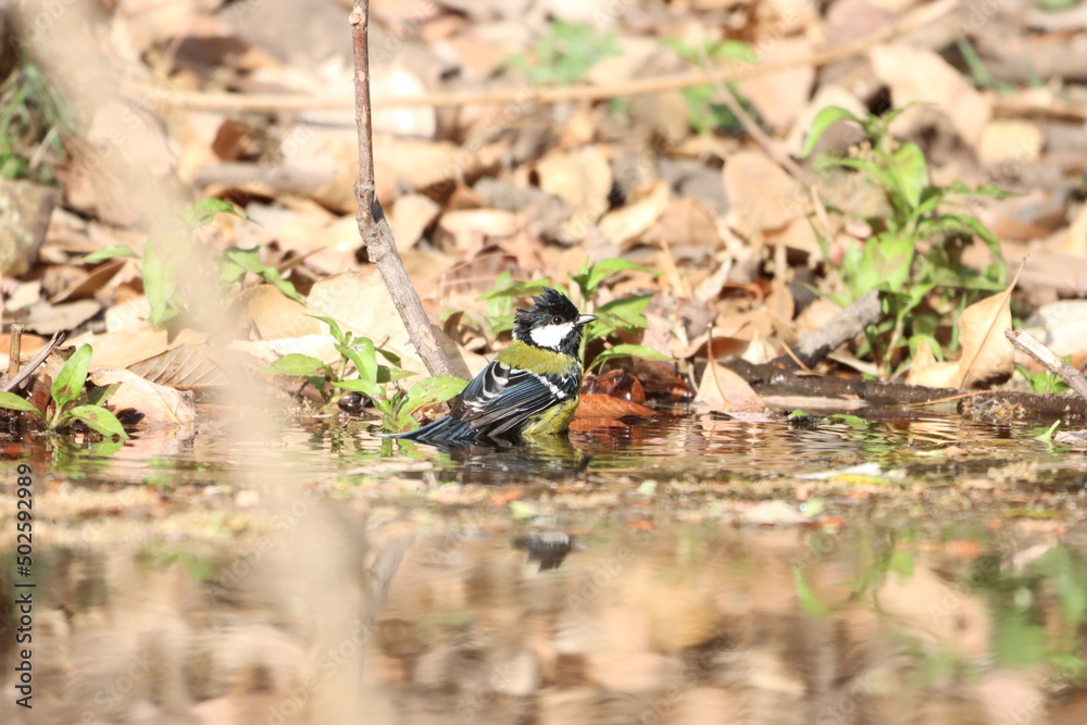 Yellow winged tit bathing Yellow winged tit bathing