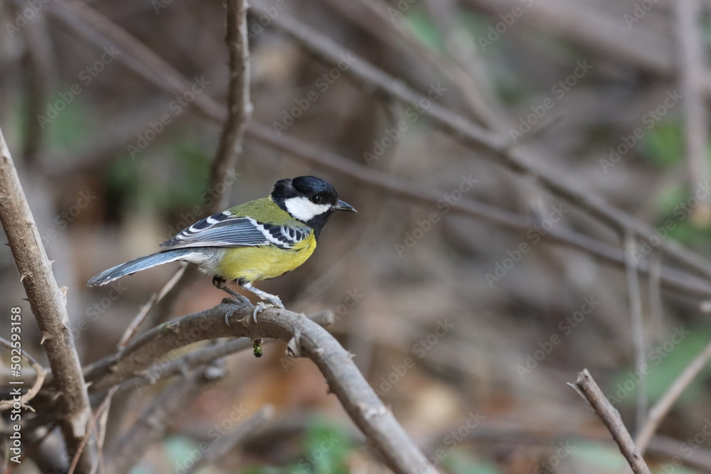 Yellow winged tit sitting on perch