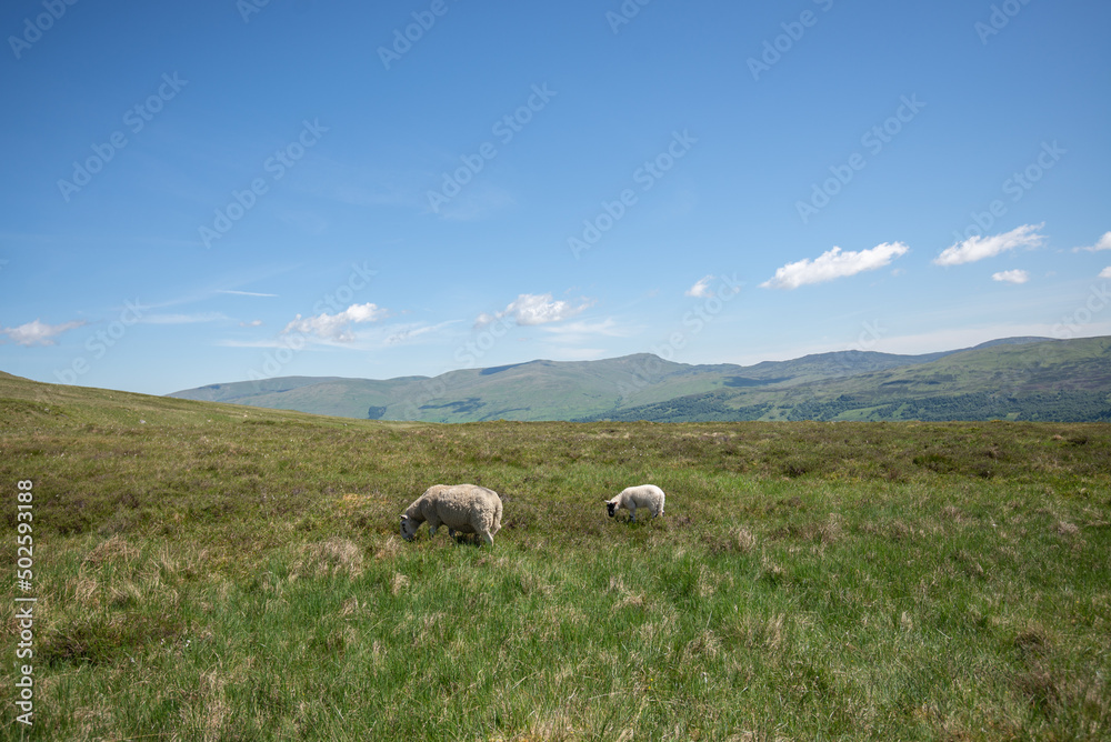 Sheep on Hill