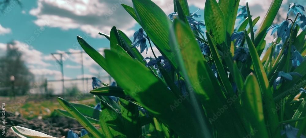 Fototapeta premium green grass against the blue sky . High quality photo