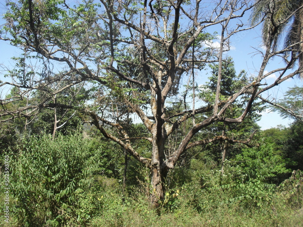 twisted tree in the middle of the forest twisted tree in the middle of the forest