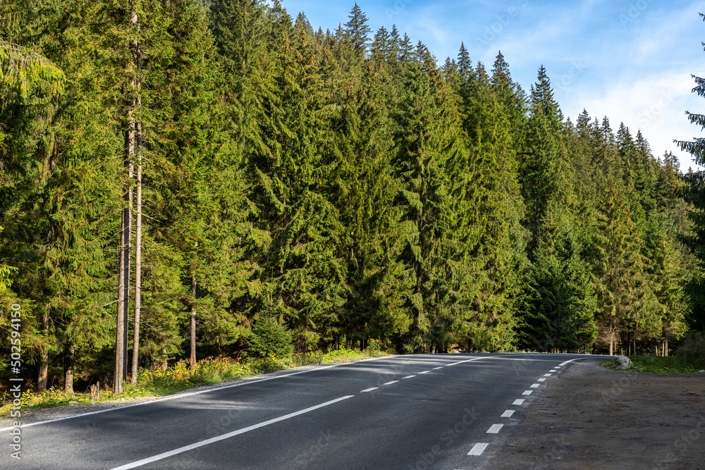 Naklejka premium Empty rural highway alpine mountan road at high coniferous pine tree bottom POV. Scenic abstract forest roadway landscape foggy spring morning. European nature travel car concept. Nobody car scene