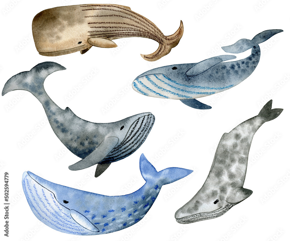 Obraz premium Whale set