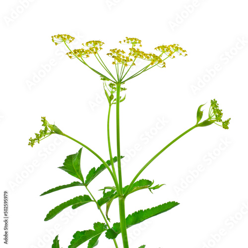 Yellow flowers of parsnip (Pastinaca sativa) isolated on a white background.