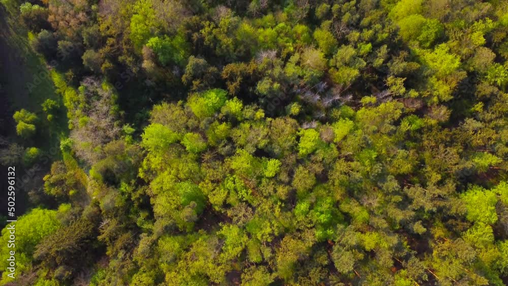 Forest scene from above Forest scene from above