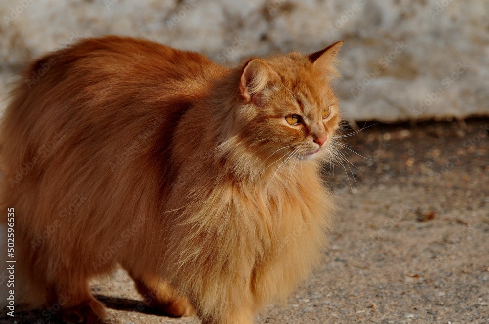 Animals are a traditionally (since the time of Aristotle) distinguished category of organisms, currently considered as a biological kingdom. Animals are a traditionally (since the time of Aristotle) distinguished category of organisms, currently considered as a biological kingdom.