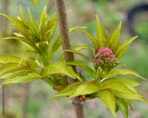 Tender green sprigs of blossoming elderberry close-up.