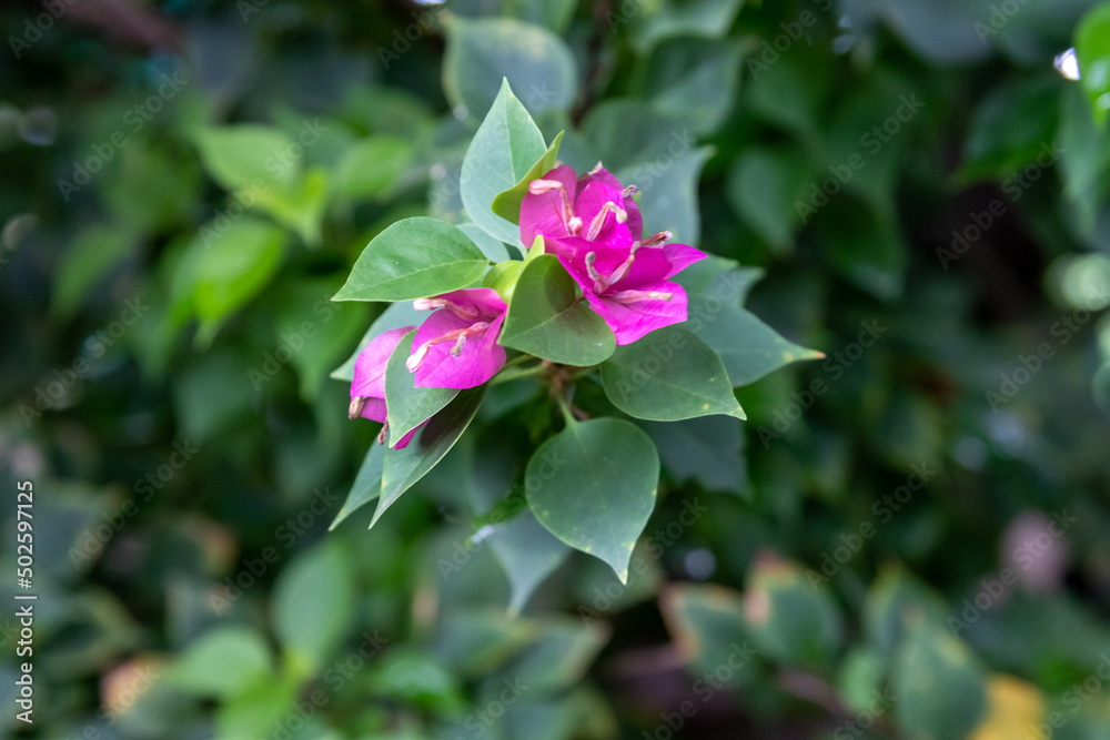 Flores de jardín Panamá