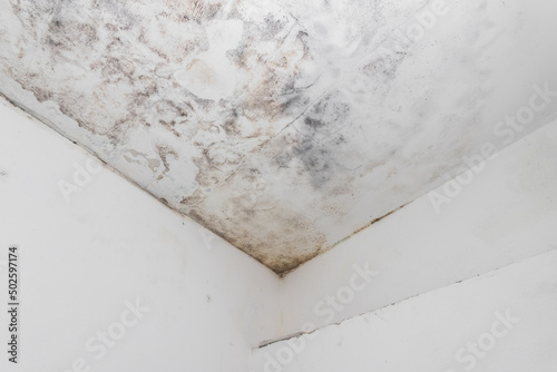 Quadro em tela Water and mold  stain on the home ceiling