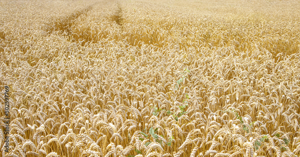 Ripe ears of wheat in the farm field, selective focus. Harvest concept. Ripe ears of wheat in the farm field, selective focus. Harvest concept.