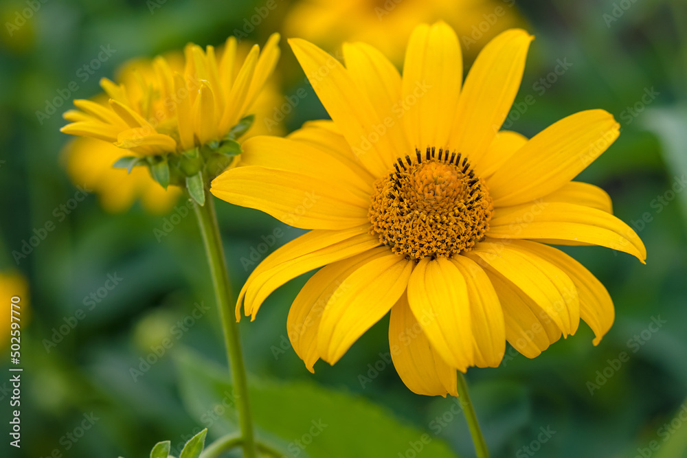 Close up of yellow flower of Tithonia diversifolia (Mexican sunflower or Nitobe chrysanthemum) in garden, selective focus. Blooming yellow daisy-like flower. Close up of yellow flower of Tithonia diversifolia (Mexican sunflower or Nitobe chrysanthemum) in garden, selective focus. Blooming yellow daisy-like flower.