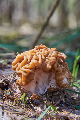 A bright spring mushroom in a forest clearing.