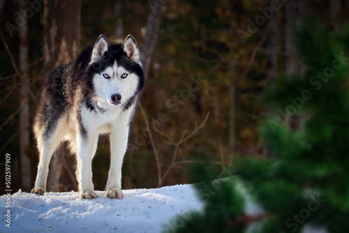 Beautiful blue-eyed Siberian husky dog, walk in winter sunny forest. Wolf husky dog in the coniferous forest. Copy space.