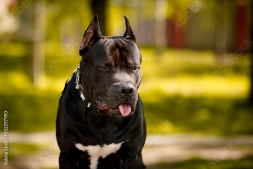 Black American Pit Bull Terrier outdoors © PaulShlykov