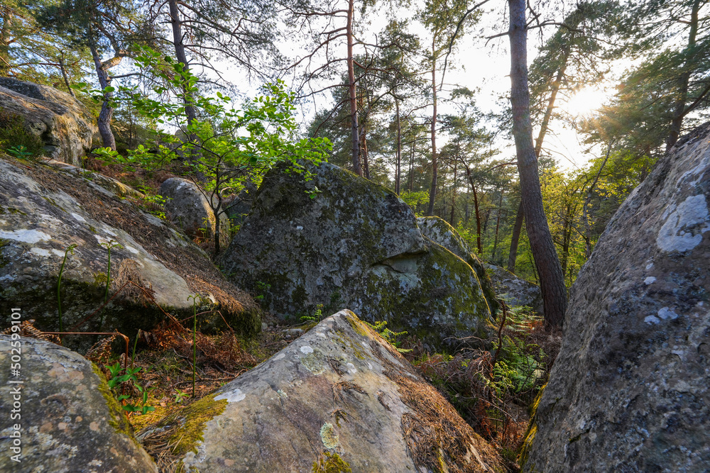 Sandstone boulders in the forest of Fontainebleau near Paris, France Sandstone boulders in the forest of Fontainebleau near Paris, France