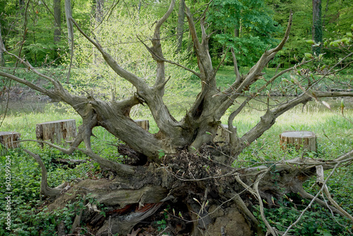 Souche d'arbre déraciné dans une forêt © luzulee