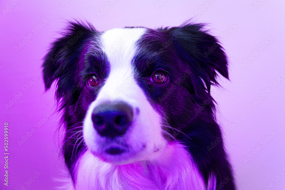 Puppy dog border collie on multicolored studio background in neon gradient pink purple blue light. Cute pet dog. Animal life pets love concept