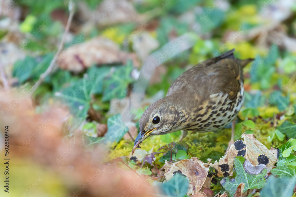 bird in the grass