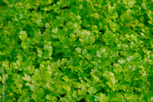 Coriander green grass sprouts, growing organic herbs, garden vegetable fresh foliage. Natural organic food ingredient. Growth and healthyness concept..