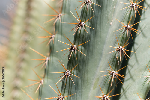 Details of the thorns of a cactus in a garden in Juan Lacaze photo