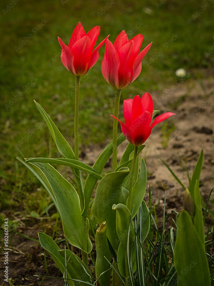 Tulips blooming in the garden in spring time. Tulips blooming in the garden in spring time.