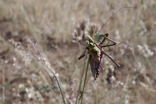Armoured bush cricket