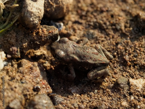 Frogs in Namibia
