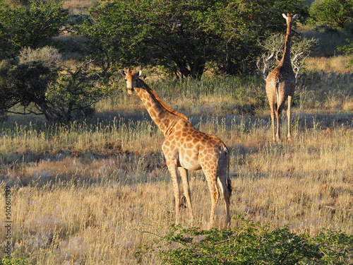Photography Pregnant giraffe in Namibia
