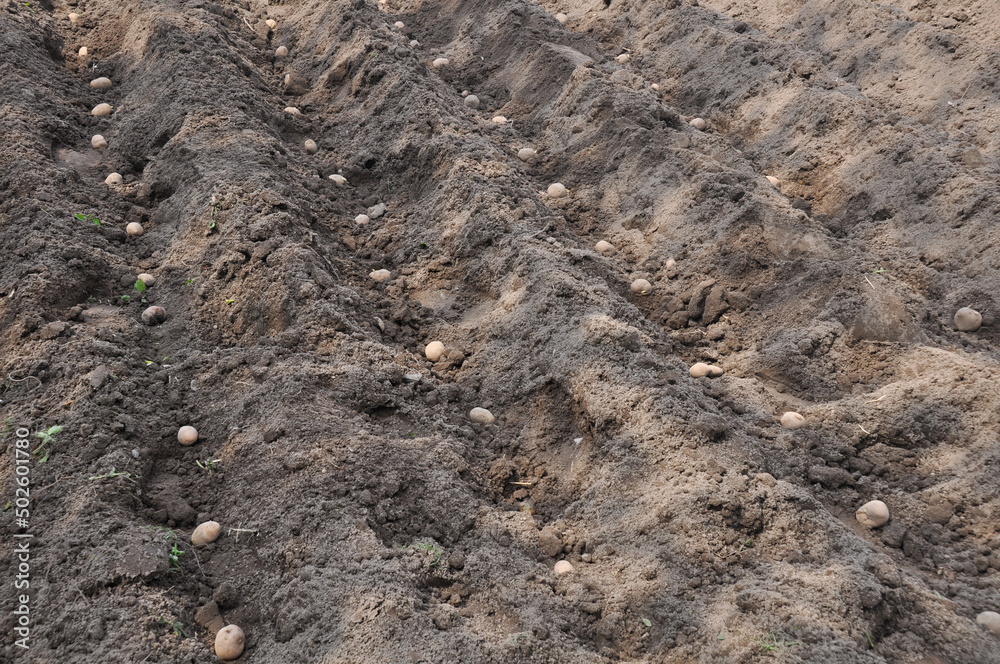 fresh organic potatoes in the field. Planting potatoes in the ground. Beds with potatoes fresh organic potatoes in the field. Planting potatoes in the ground. Beds with potatoes