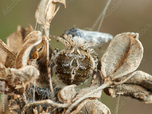 Orbweavers on a dry plant. Agalenatea redii 